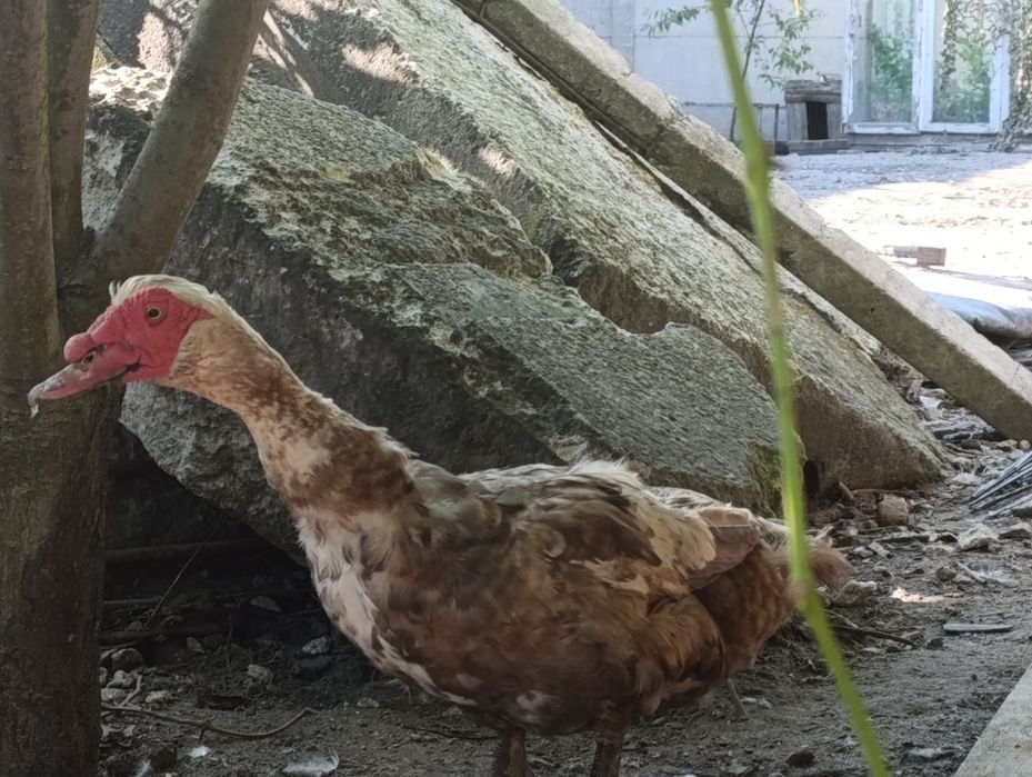 Продається качур тяжкої  німецької лінії