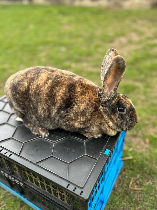 Samica Rex Japoński