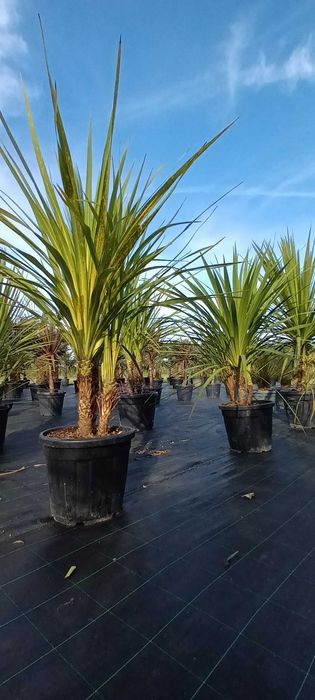 Kordylina Cordyline Australis wielopienne MEGA EGZEMPLARZE