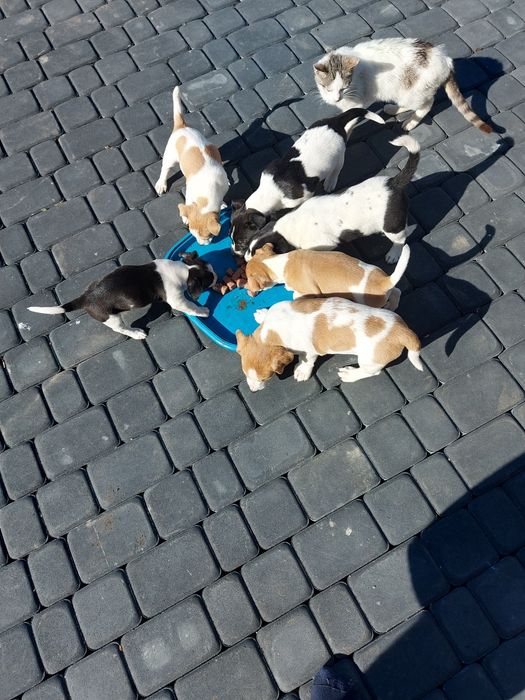 Szczenięta Jack Russell Terrier