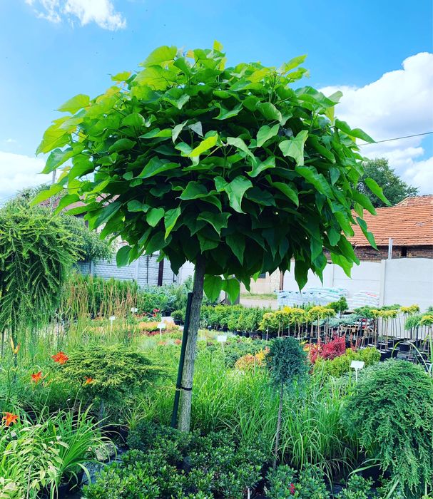 Katalpa Catalpa Surmia Nana