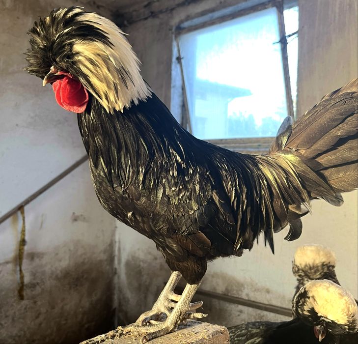 Kury Silki Bialoczuby