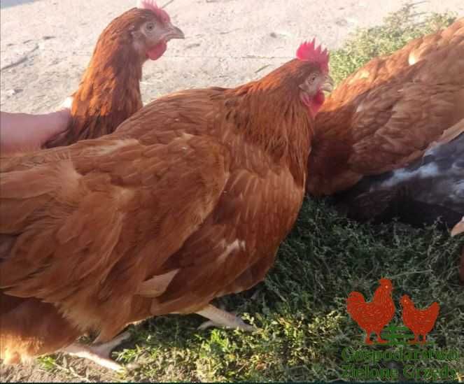Kury nioski młode Rosa Leghorn Dominant Lohman Greenshel