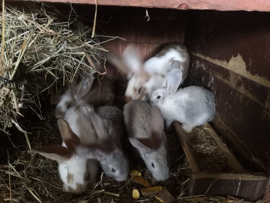 Młode króliki belgijskie