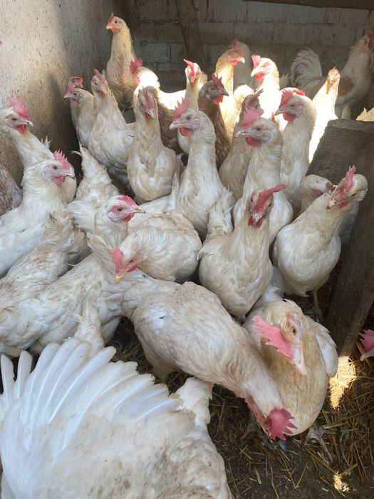 kurki nioski leghorn