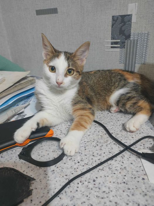 Ищет дом котенок-девочка Сима (Симона), возраст около 4,5 месяцев.