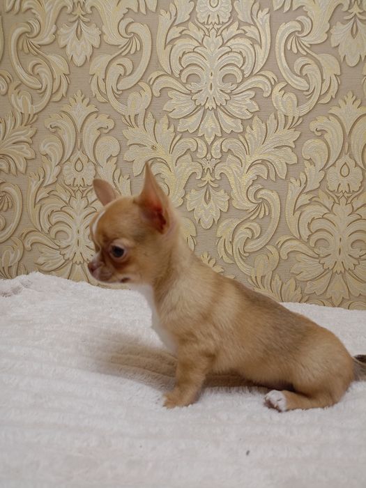 Чудовий малюк чихуахуа