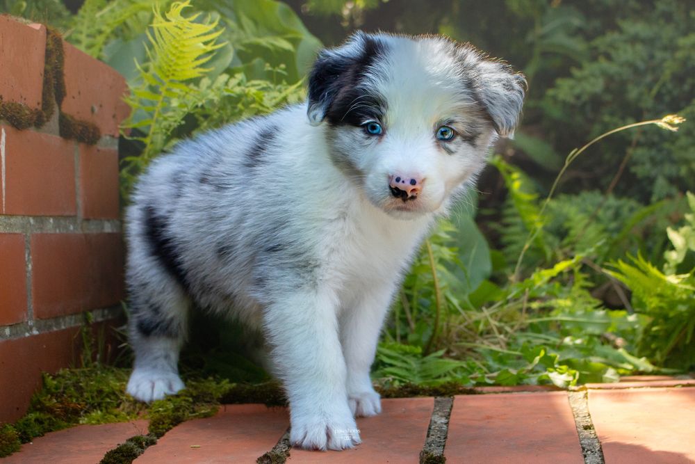 Piesek border collie blue merle ZKwP FCI