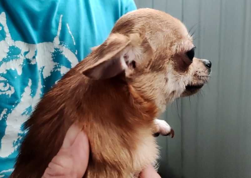 Маленькая девочка чихуа