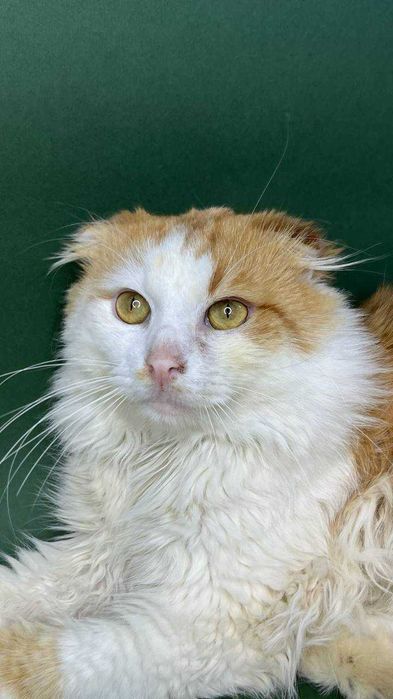 Молодой котик ищет дом