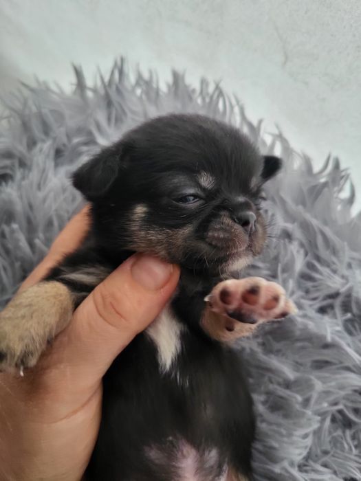 Міні хлопчик чіхуахув