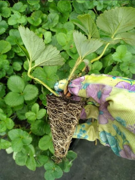 Саджанцi полуниця,, Ольвiя "