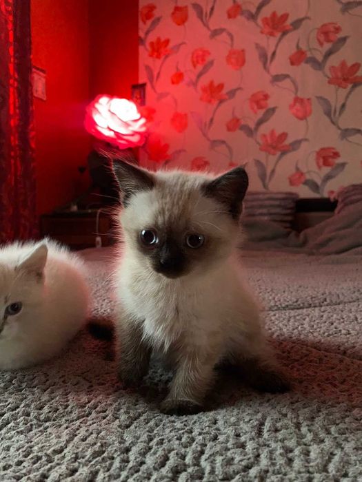 Кому комочки щастя?