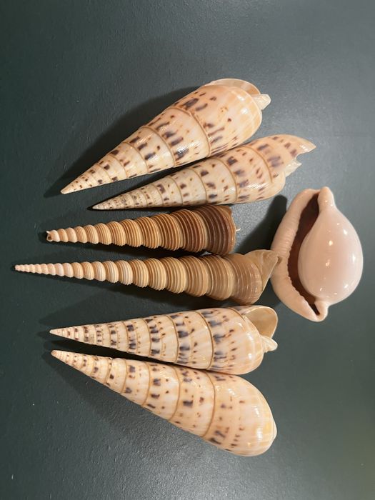 Muszle morskie ozdobne