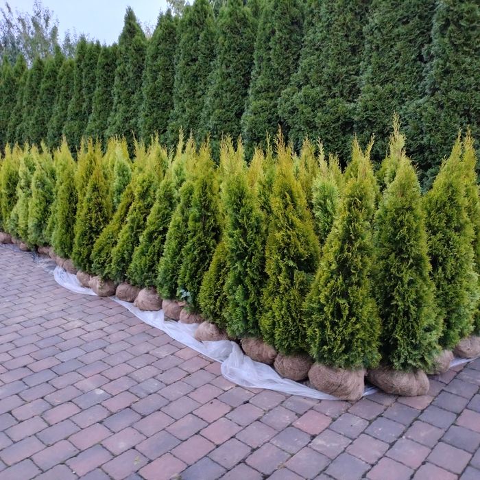 Tuja Szmaragd Gold , Janed Gold 110-150cm    PIĘKNE , Duży wybór