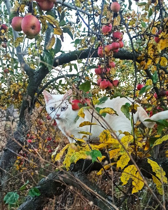 Кошечка с голубыми глазами