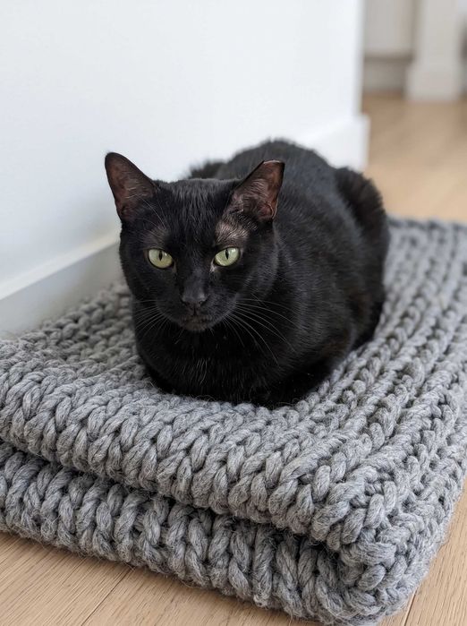 Setúbal / Margem Sul / Lisboa — BLACK, gatinho para adoção