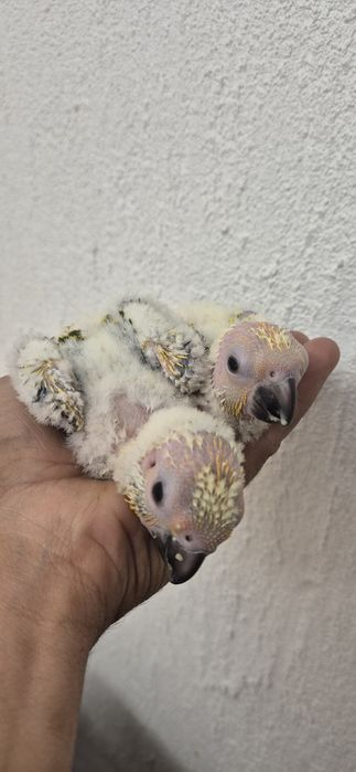 Aves serem criadas à mão