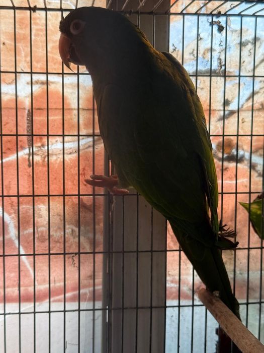 Aratinga ariticaudata testa azul