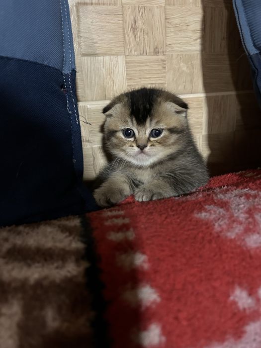 Шотландень Золота шиншилка