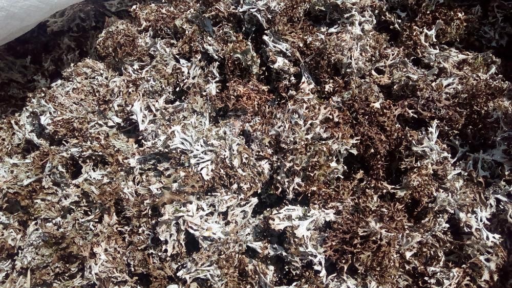 500грам ОПТ Ісландський мох Цетрарія ісландська ОПТ