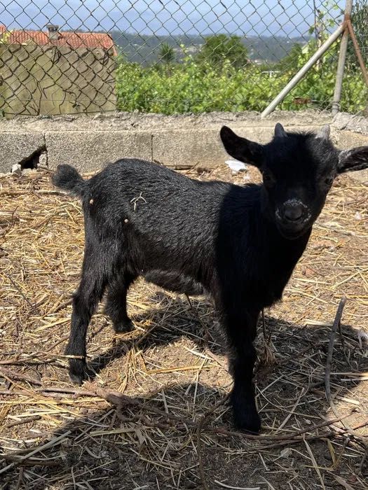 Cabras anãs para venda