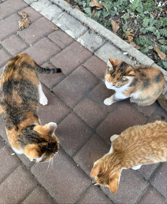 Котики 3 місяці (2 дівчинки та хлопчик)