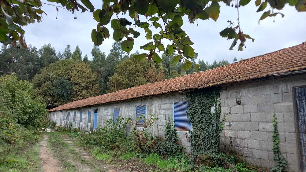 Terreno com 2 aviários