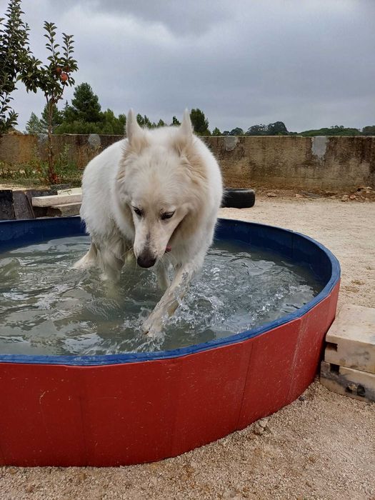 Hotel para cães (Estadia Familiar e Creche)