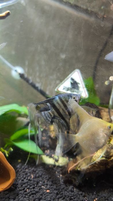 Vendo ou troco escalares