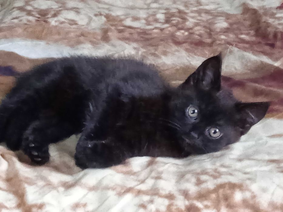 Продам шотландське прямоухе чорне кошеня