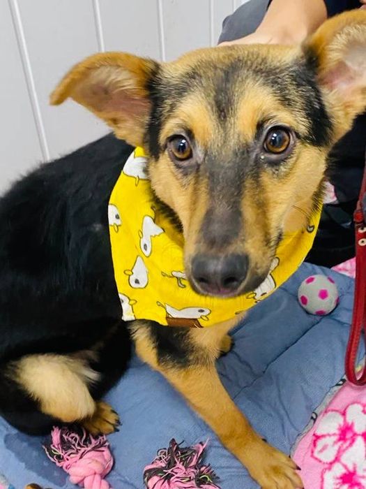 Віддаємо собачку Нюшу