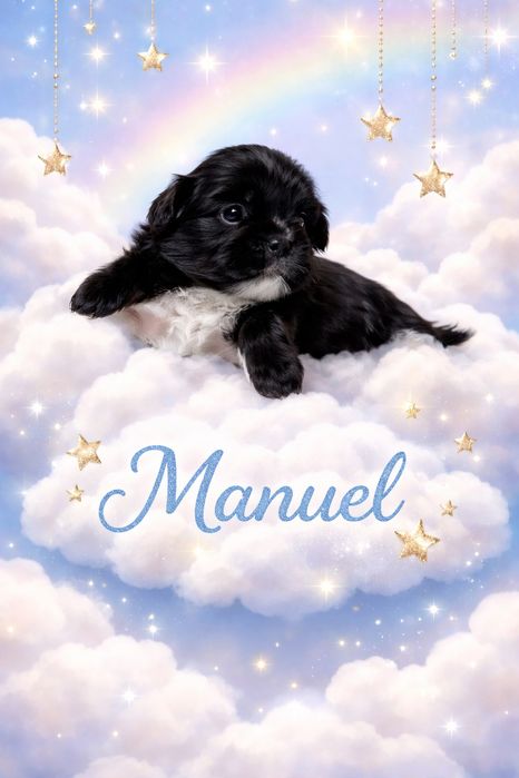 Szczenię Shih tzu piesek z genem blue