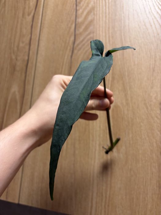 syngonium Lance Leaf