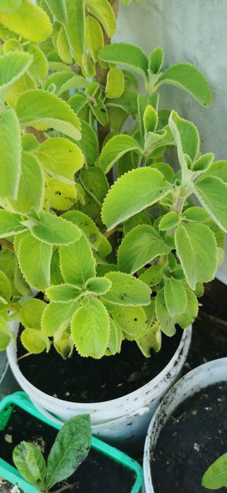 Planta boldo do Chile