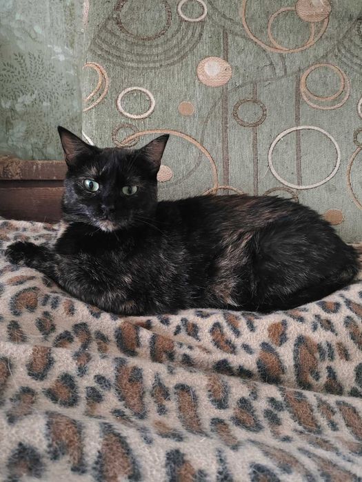 Кот - кіт - кішка - кошка - кошеня - котенок - котята