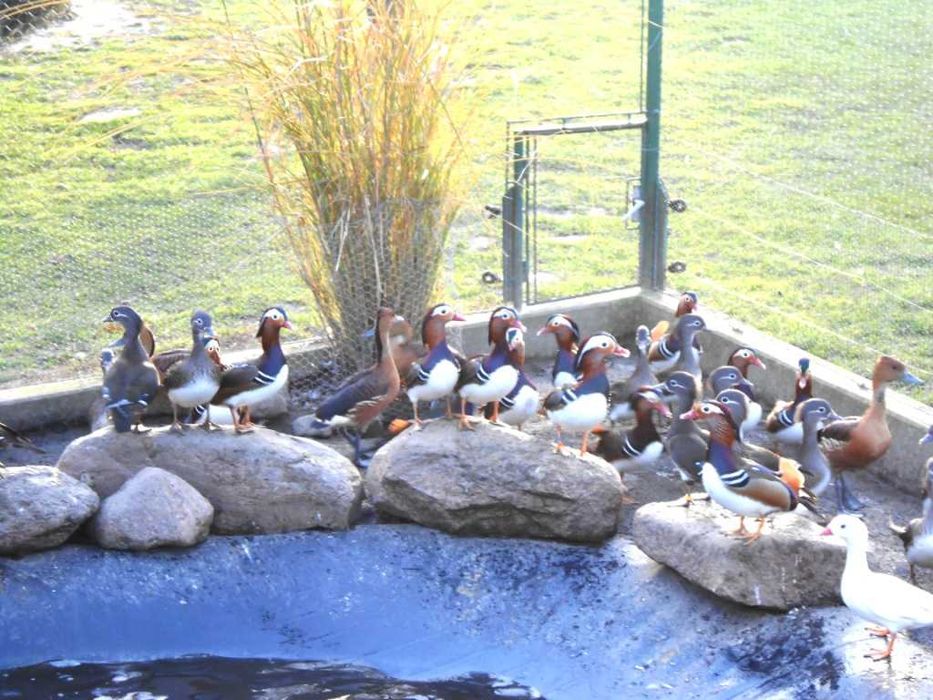 Kaczki ozdobne kaczki mandarynki