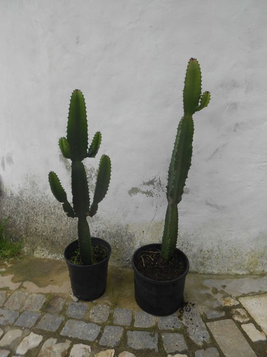 Cactos Candelabro Euphorbia grande 1 metro