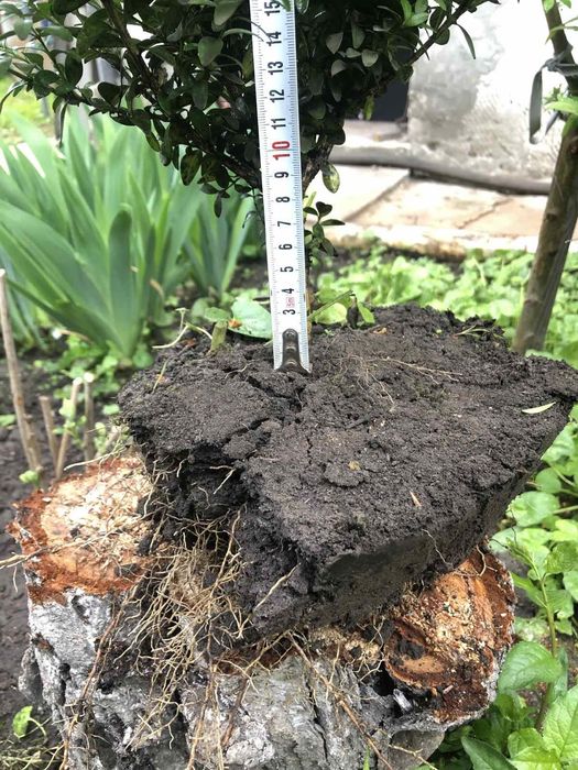 Пропоную саджанці самшиту