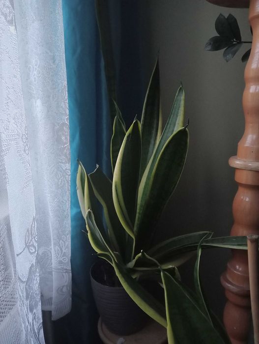 Zielone roślinki doniczkowe-duże okazy tanio sprzedam.