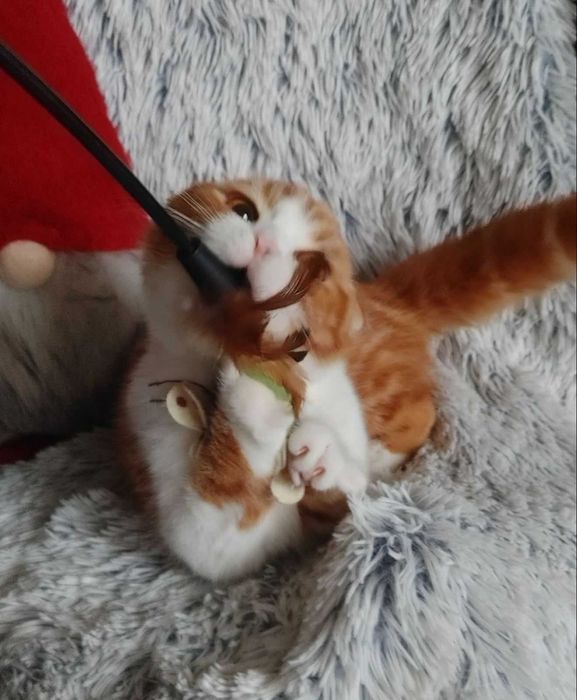 Scottish Fold Shorthair очаровательный плюшка. Киевлянин