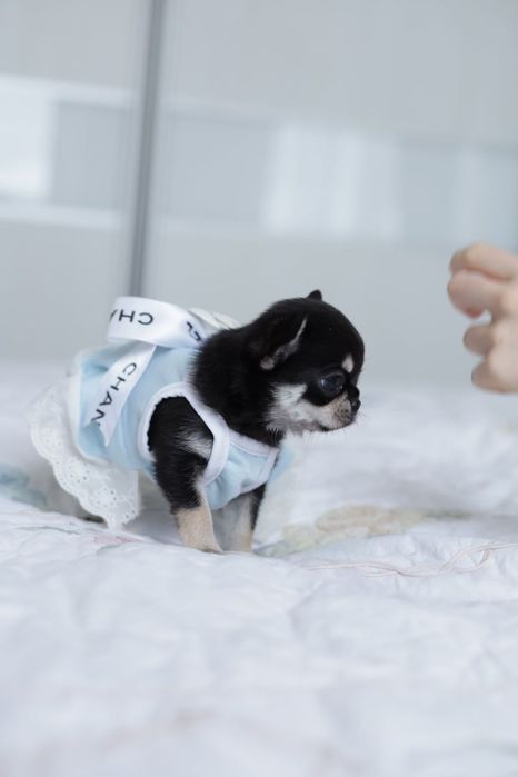 Chihuahua FCI dziewczynka