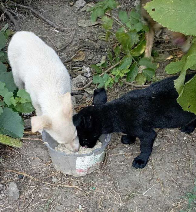 Помогите обрести дом