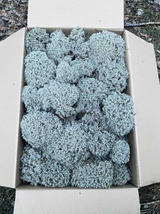 Лісовий Мох Ягель