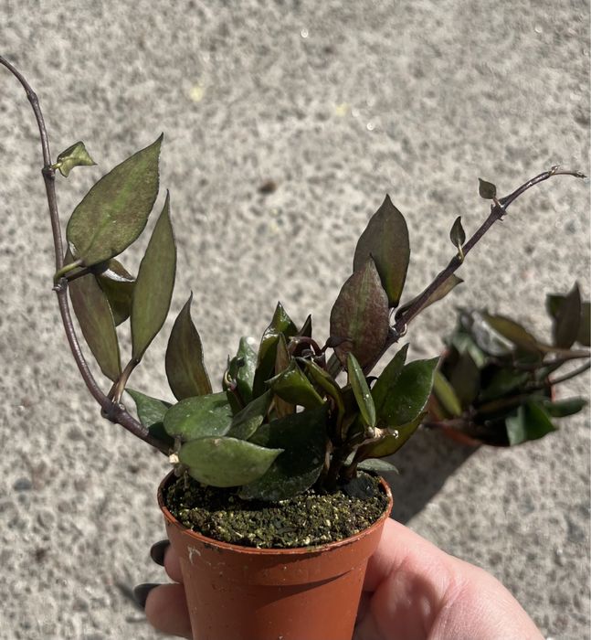 Хойа блек ливc black leavs)