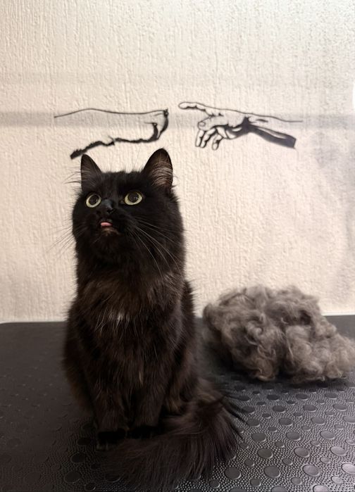 Грумінг у Винниках