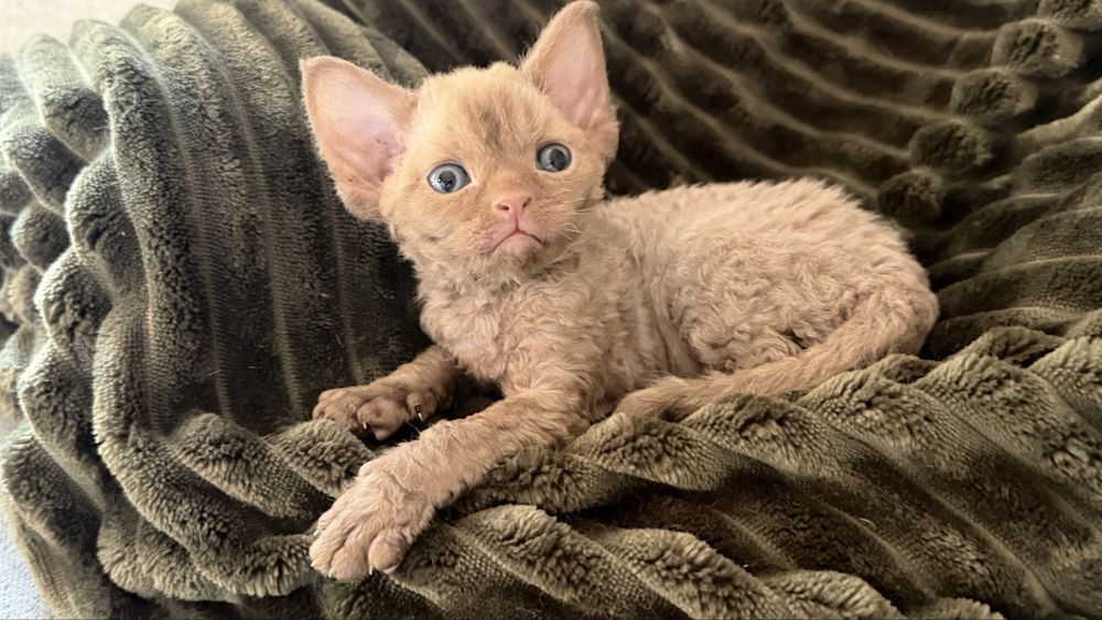 Kotka Devon Rex Zarezerwowana