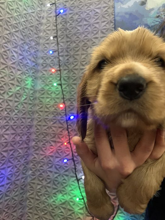 Цуценята кокери спаніелі