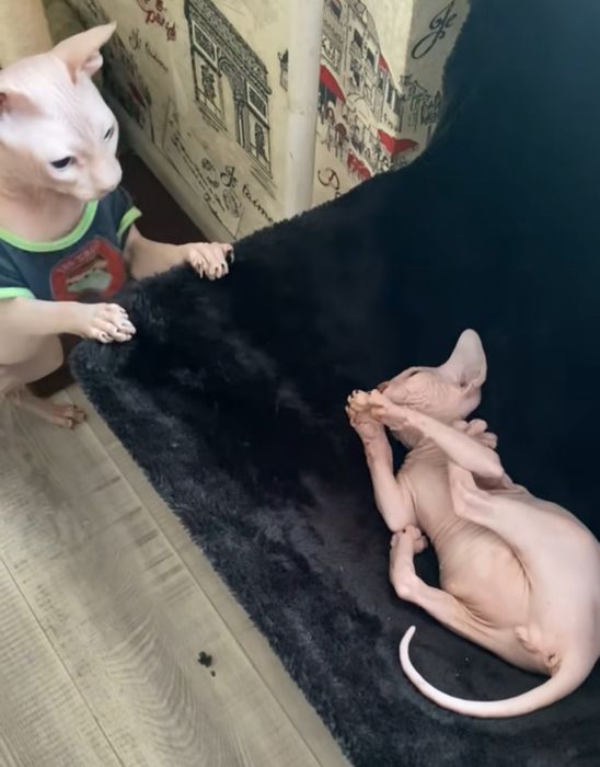 Вʼязка  Донской сфінкс - гумовий 2 роки Зевс!