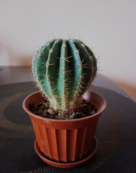 Кактус великий домашній